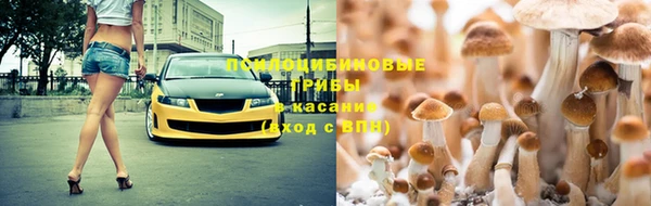 прущие грибы Переславль-Залесский